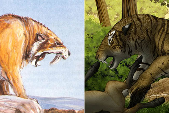 恐剑齿虎与刃齿虎(Michael Long绘)口部开启程度的对比 (邓涛供图)