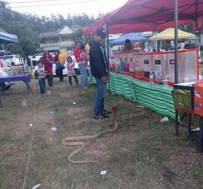 泰国男子在恩爱多年的女友去世后竟然爱上一条眼镜蛇