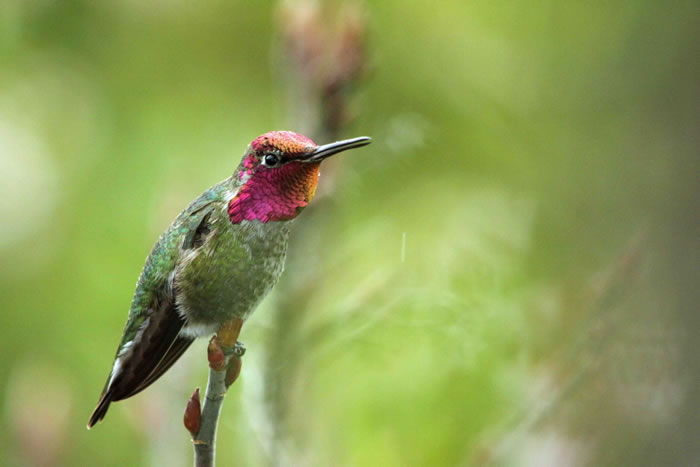“飞行的宝石”美洲安娜蜂鸟