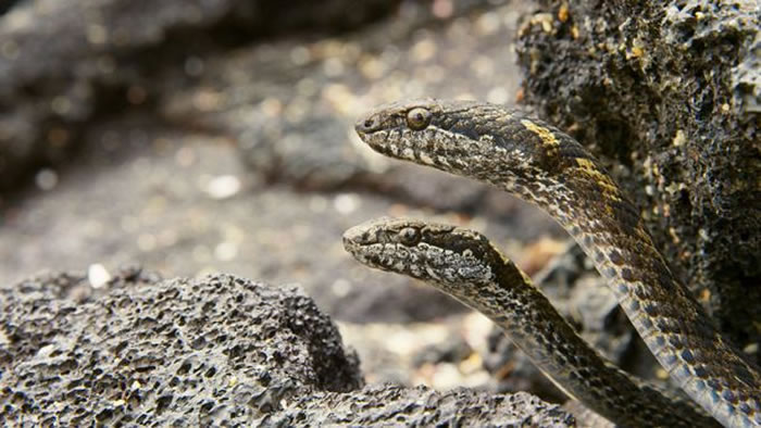 BBC行星地球2（地球脉动）：加拉帕戈斯群岛小鬣蜥一出生就被一群游蛇追杀