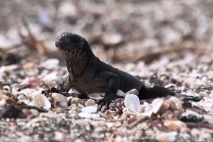 BBC行星地球2（地球脉动）：加拉帕戈斯群岛小鬣蜥一出生就被一群游蛇追杀
