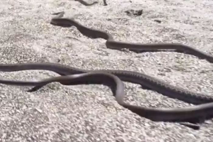 BBC行星地球2（地球脉动）：加拉帕戈斯群岛小鬣蜥一出生就被一群游蛇追杀