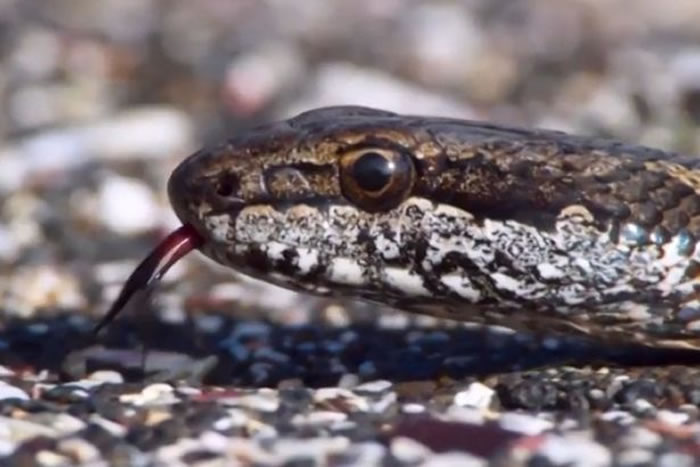 BBC行星地球2（地球脉动）：加拉帕戈斯群岛小鬣蜥一出生就被一群游蛇追杀