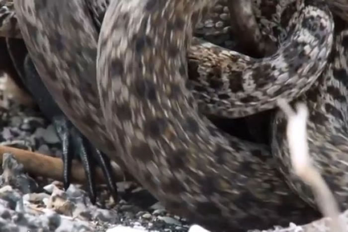 BBC行星地球2（地球脉动）：加拉帕戈斯群岛小鬣蜥一出生就被一群游蛇追杀