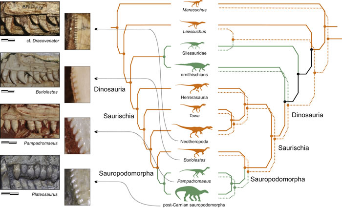 晚三叠世独特的恐龙形态类组合揭示恐龙祖先的解剖学和饮食习惯