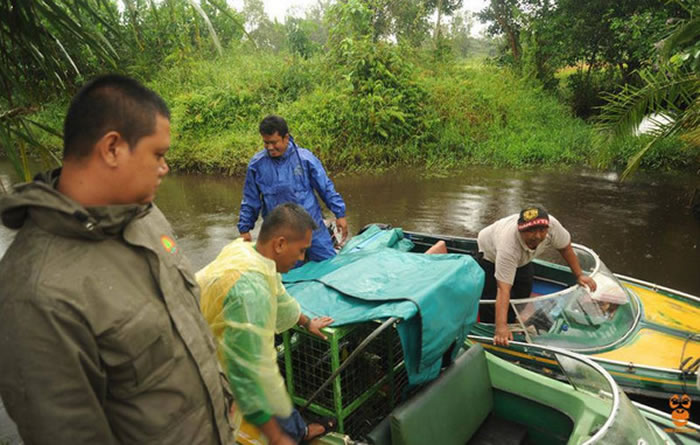 保育组织护送Rawit回到大自然
