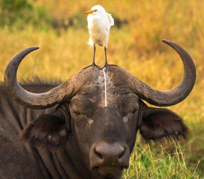 鸟儿站在牛头上拉屎,牛的无奈表情超好笑!