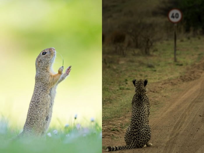 (左)整个大自然都是我的乐章、(右)当豹看到速限,才真的是“蓝瘦香菇!”