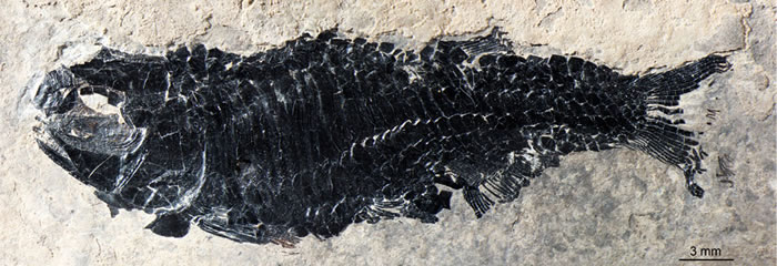 光泽肋鳞鱼雄性标本(徐光辉 供图)