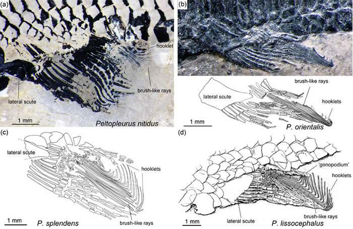 雄性肋鳞鱼臀鳍比较图,显示肋鳞鱼交配器的演化(徐光辉 供图)