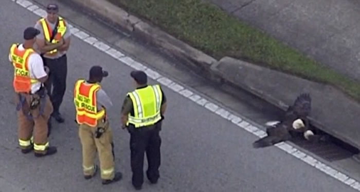 工作人员到场把白头鹰救出。