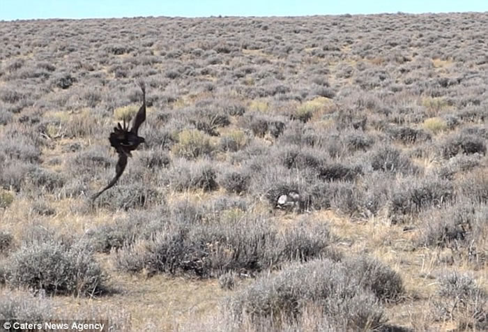 北美草原一只兔子靠着一记凌厉跳跃 成功从老鹰魔爪中逃出生天