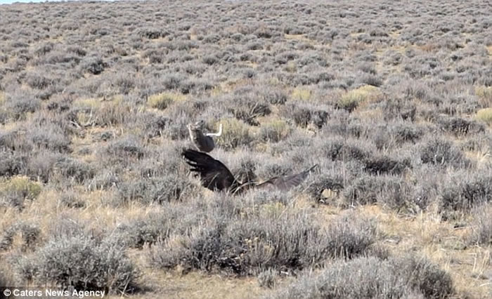 北美草原一只兔子靠着一记凌厉跳跃 成功从老鹰魔爪中逃出生天