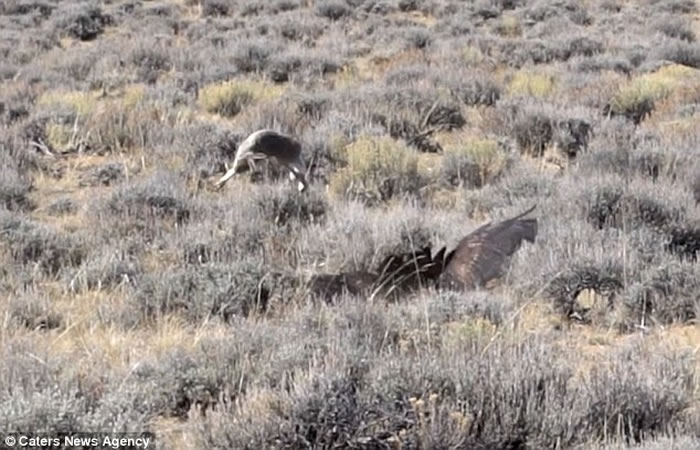 北美草原一只兔子靠着一记凌厉跳跃 成功从老鹰魔爪中逃出生天