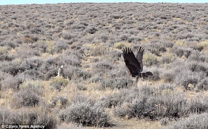 北美草原一只兔子靠着一记凌厉跳跃 成功从老鹰魔爪中逃出生天