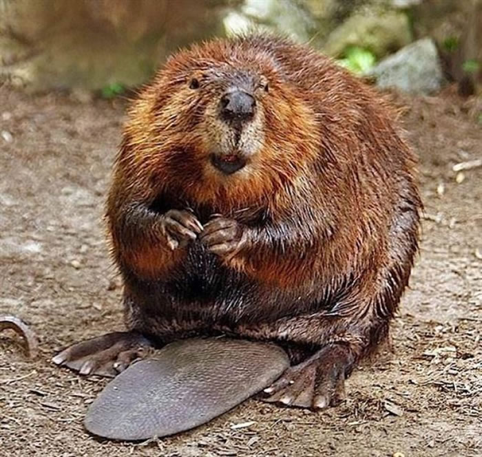 河狸对火地岛省原始森林造成破坏。