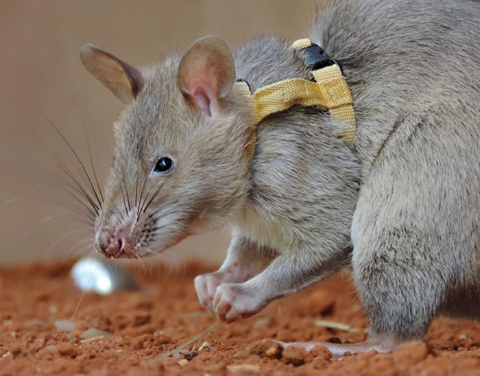 目前正受训找到气味较重的穿山甲,最终目标是发现象牙及犀牛角。