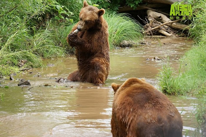 鲍伯和史宾奇学会抓鱼了。