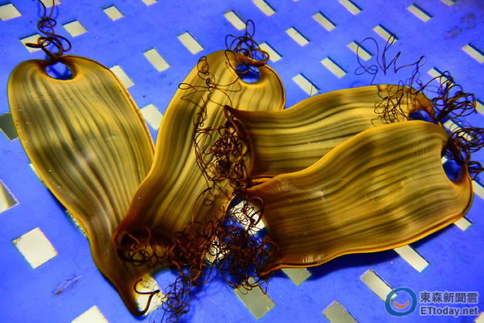 猫鲨的卵鞘呈现布袋形状。(图/屏东海生馆提供)