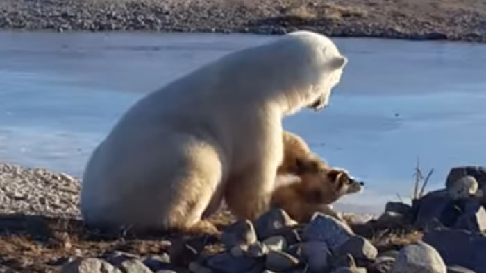 北极熊温柔抚摸哈士奇只是假象!真相令人不寒而栗