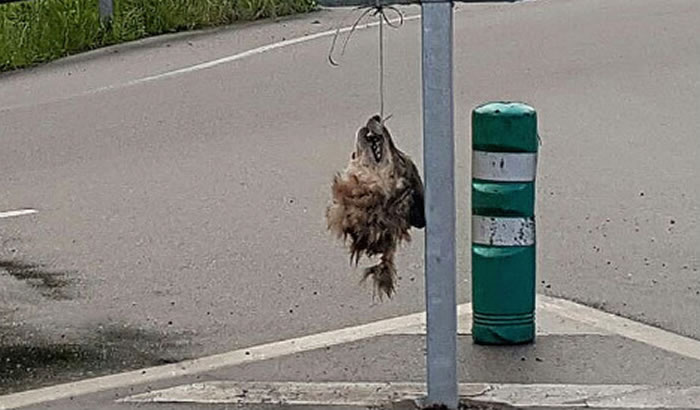 一只狼被砍下的头5月在在阿斯图里亚斯路边示众