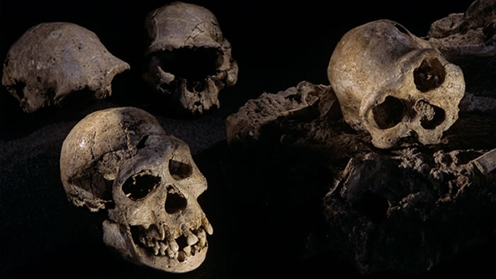 第一批走出非洲的原始人:追踪脑容量不及现代人一半的格鲁吉亚德马尼西古人类