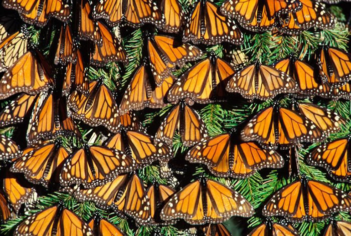 墨西哥米却肯州的帝王斑蝶(Danaus plexippus)正在做日光浴呢。 PHOTOGRAPH BY FRANS LANTING, NATIONAL GEO