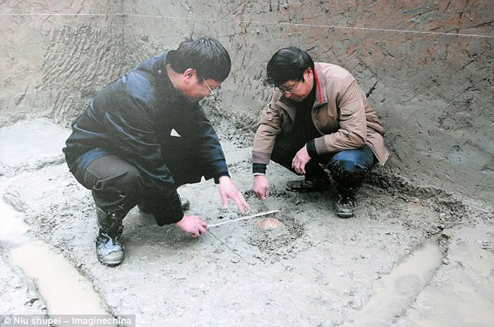 许昌人头骨顶面观及其与直立人、早期现代人对比（吴秀杰供图）