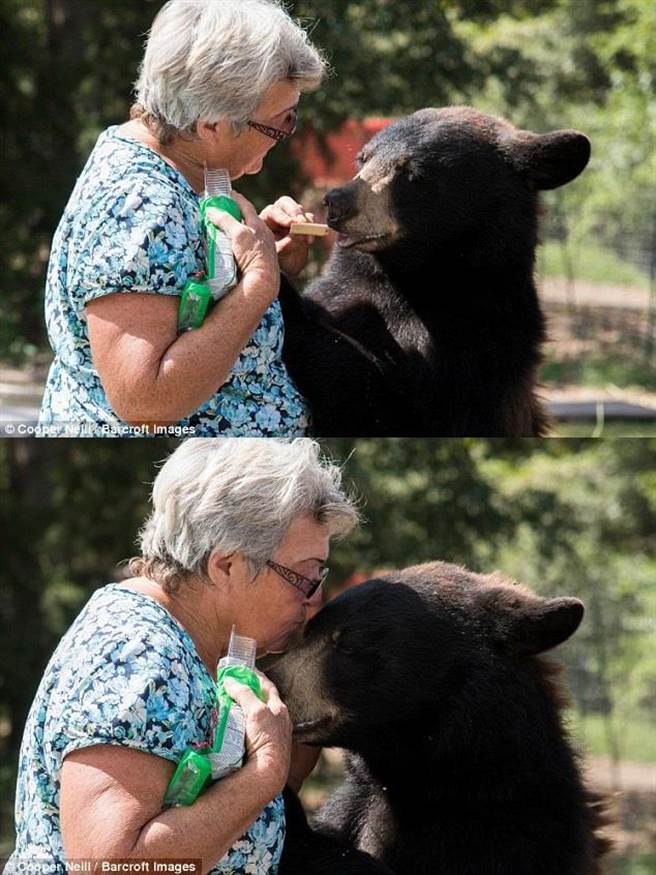 Bonnie Hart能够和这2只熊孩子相处得如此融洽，全来自2只棕熊年幼时，Bonnie Hart就一路拉拔它们长大。