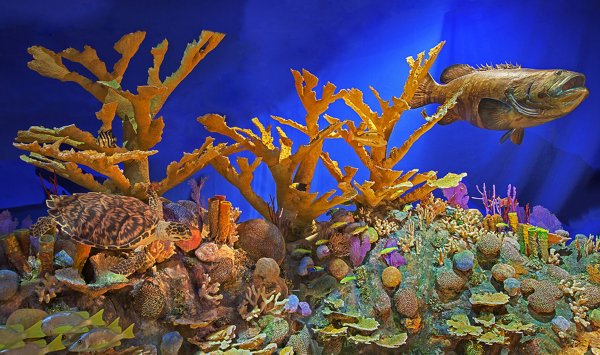 神奇动物在哪里,古巴处处有惊喜