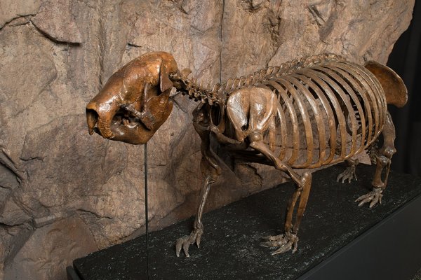 神奇动物在哪里,古巴处处有惊喜