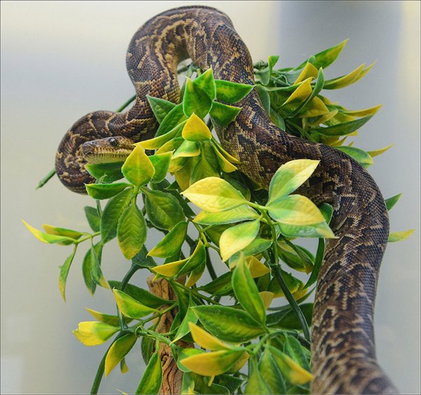 神奇动物在哪里,古巴处处有惊喜