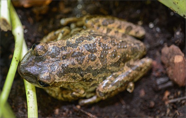神奇动物在哪里，古巴处处有惊喜