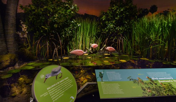 神奇动物在哪里,古巴处处有惊喜