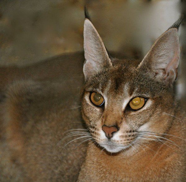 最贵的宠物猫品种:23400美元一只