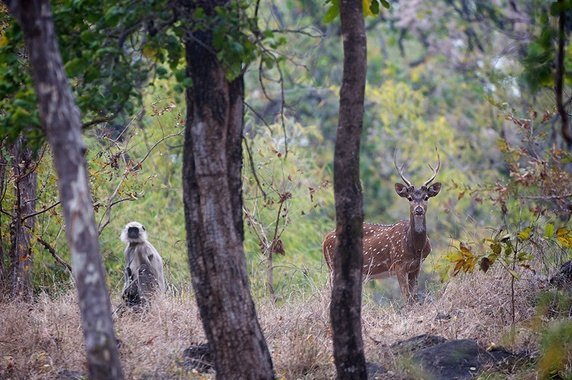 Quora：动物炫酷的防御方式