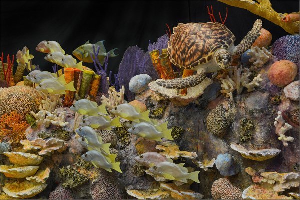 神奇动物在哪里,古巴处处有惊喜