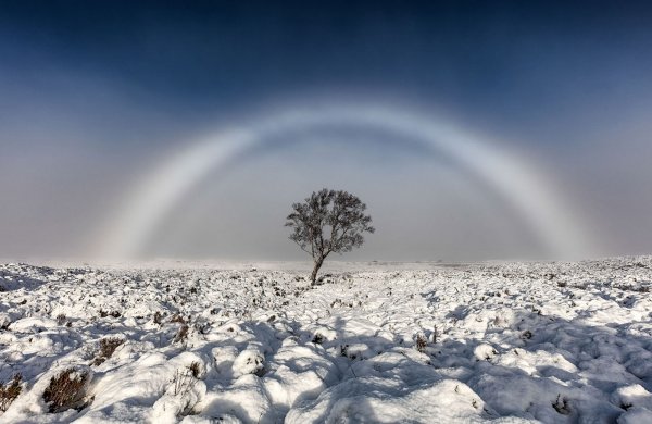 《自然》十一月科学美照:鹰蛇大战、无色彩虹和渡渡鸟的遗产