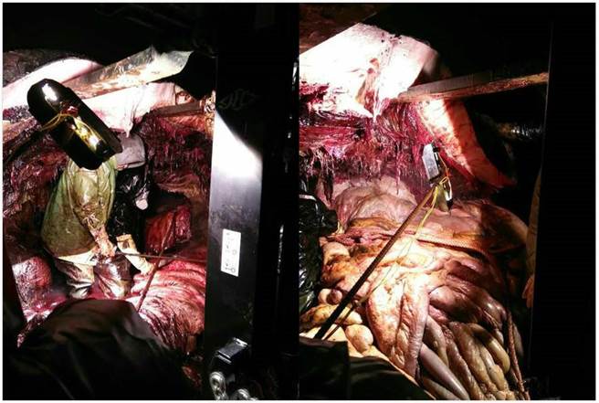 打开鲸鱼身体的一刹那，血肉的冲击力让在场每个人都惊叹。