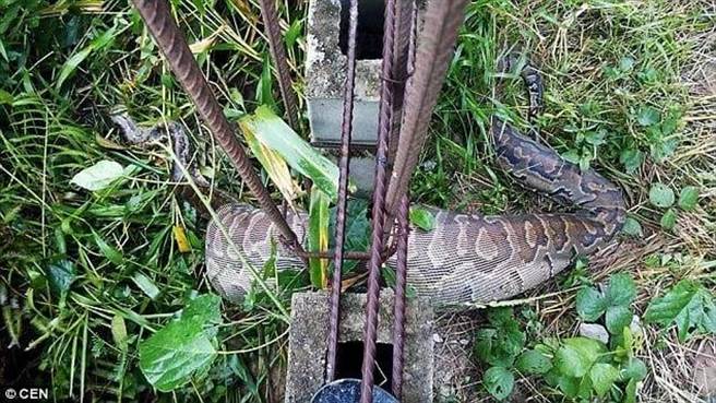 卡死在栏杆中间。