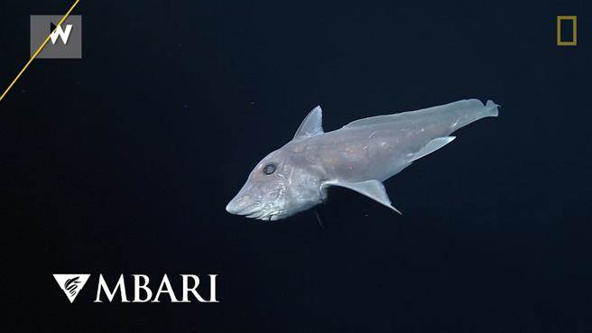 银鲛最特别的地方，莫过于雄性银鲛的生殖器馆长在头上。
