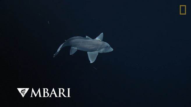 “鬼鲨”是银鲛被赋予的称号，因为银鲛生长在海底深处，阳光无法照射的地方。