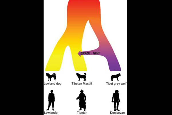 藏獒这么屌，要感谢它们祖先同狼交配的勇气