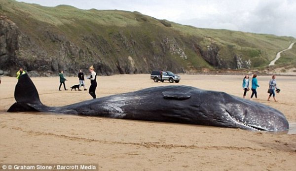 英国老汉的爱好：搜集公路上被撞死的动物