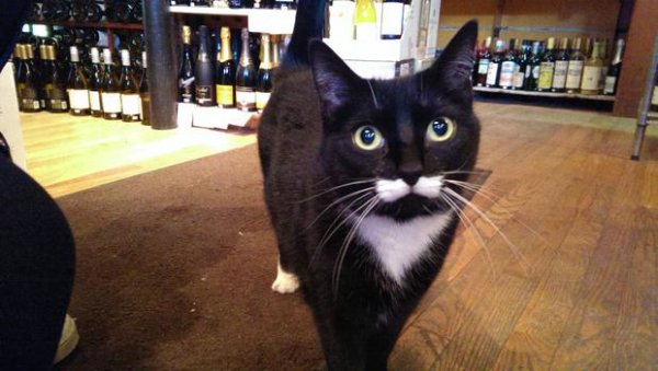 事业有成的喵星人