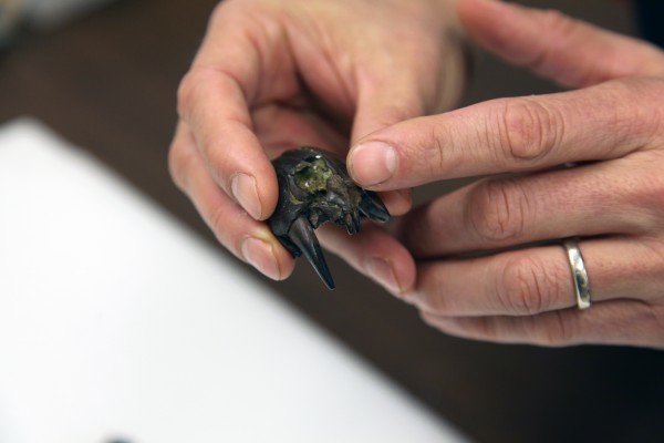 有超强咬合力的古哺乳动物,能捕食小恐龙