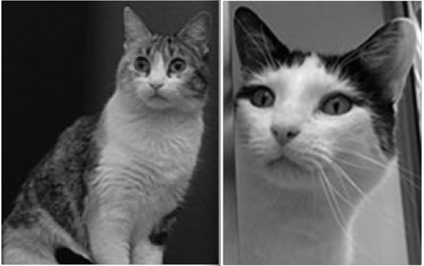 事业有成的喵星人