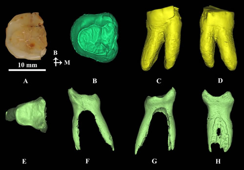 图2. 通过CT扫描显示和县直立人下颌臼齿EDJ、齿根、髓腔及根管内部结构(刘武供图)