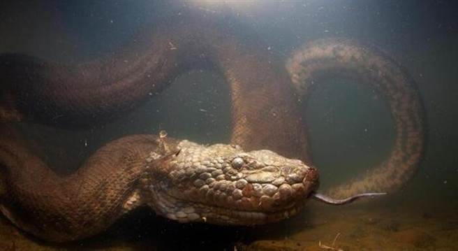 科学家认为，森蚺可能是唯一一个确切体长记录接近8公尺的物种。