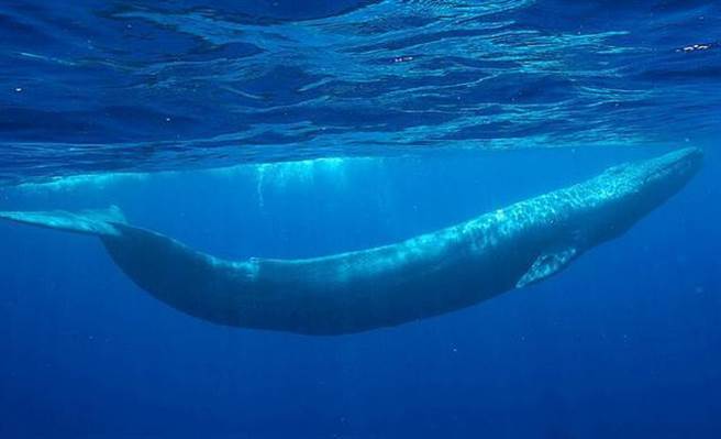 蓝鲸是地球上最巨大的生物。